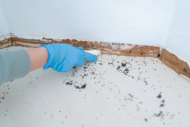 Professional Pest control in Spencerport, NY